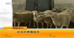 羊养殖技术视频合集-CCTV7农广天地_致富经_科技苑羊养殖技术视频合集下载