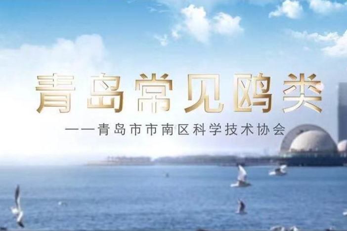 科普绘画：青岛常见鸥类