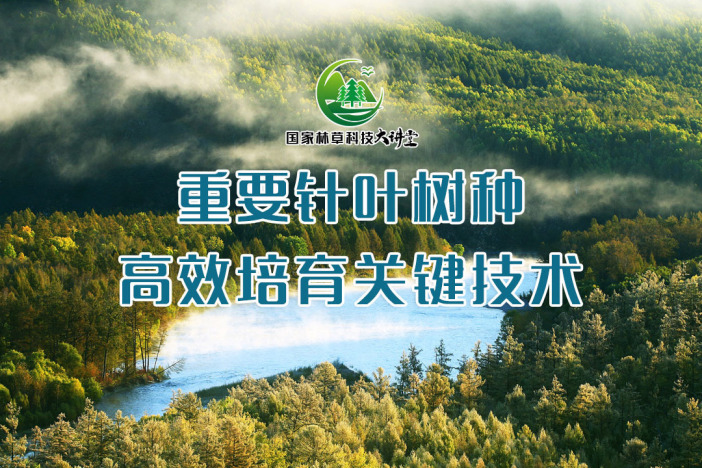重要针叶树种高效培育关键技术