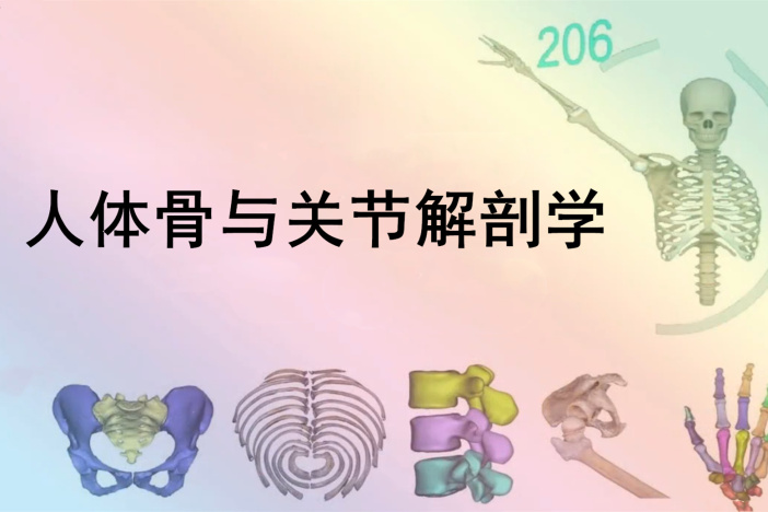 人体骨与关节解剖学