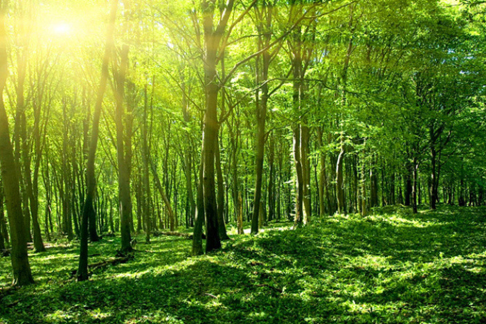 地球之肺——森林