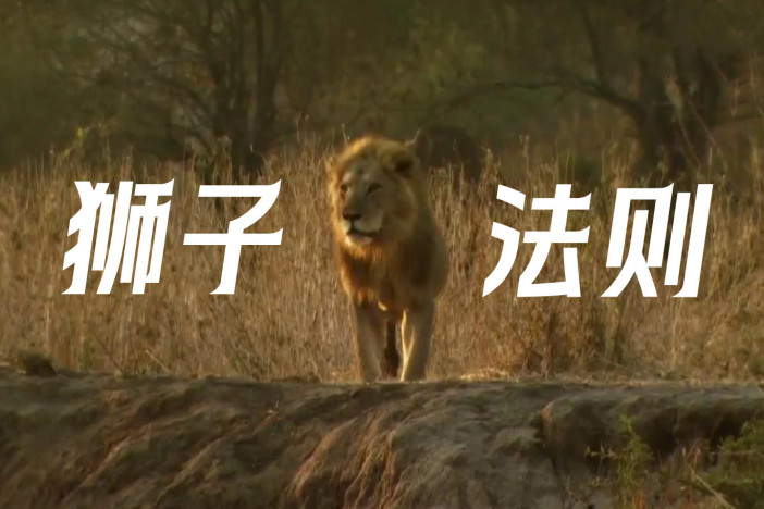狮子法则