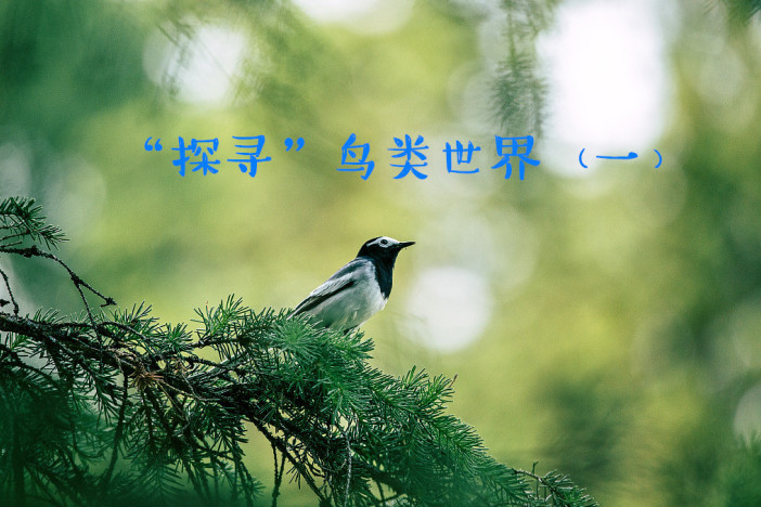 “探寻”鸟类世界（一）