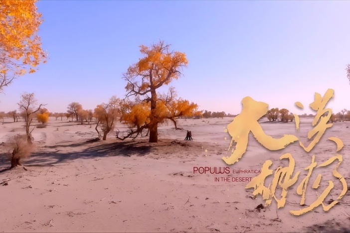 大漠胡杨