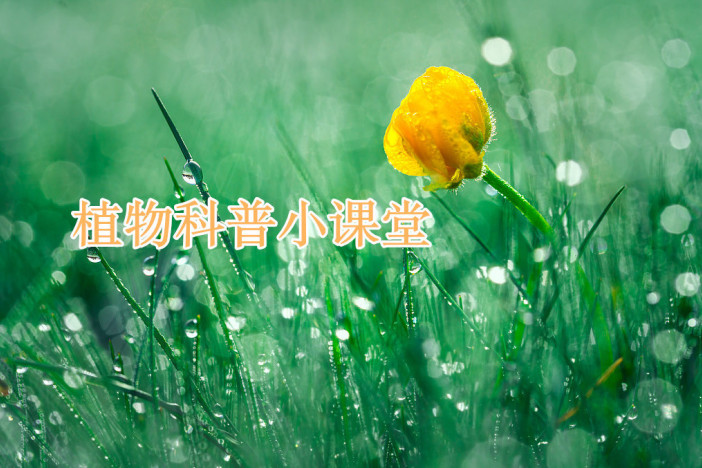 植物科普小课堂