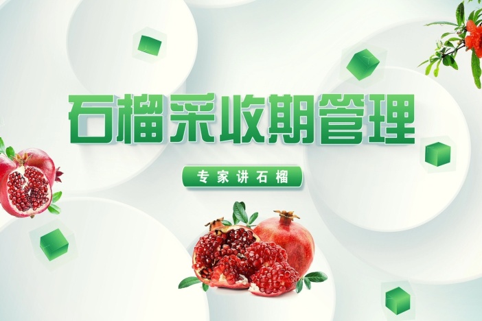 石榴采收期管理