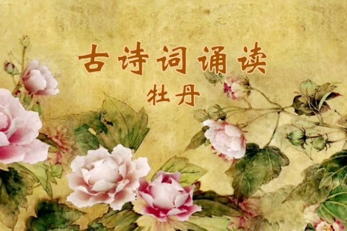 古诗词诵读：牡丹