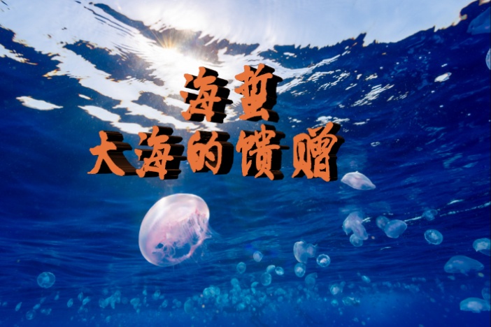 海蜇——大海的馈赠