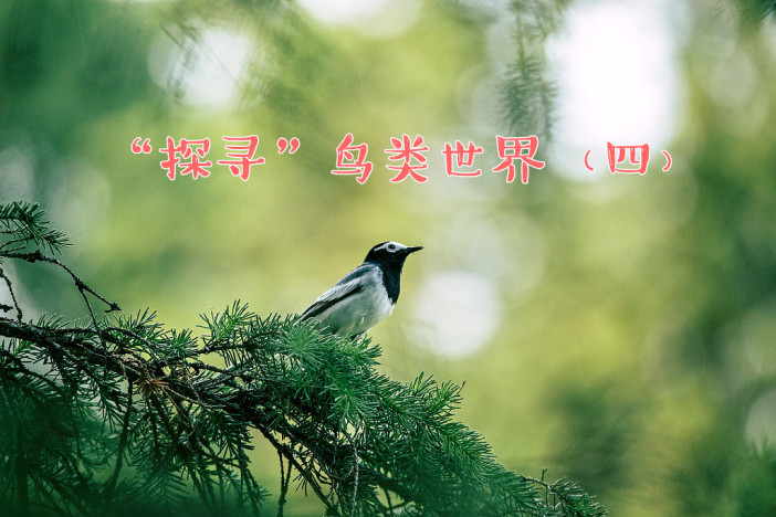 “探寻”鸟类世界（四）