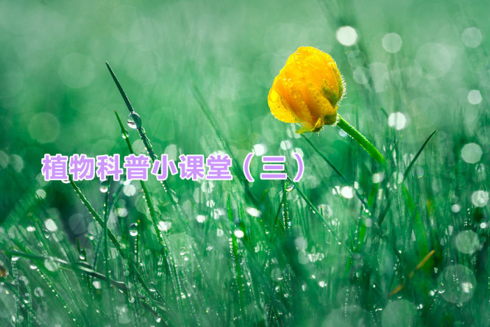 植物科普小课堂（三）