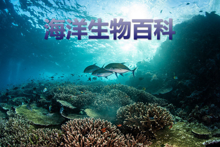 海洋生物百科