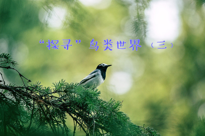 “探寻”鸟类世界（三）