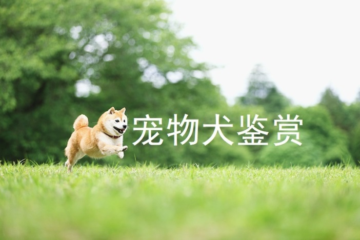宠物犬鉴赏