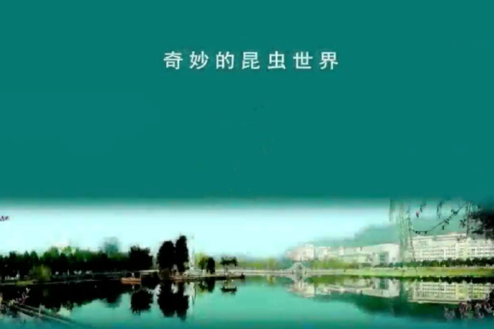 奇妙的昆虫世界