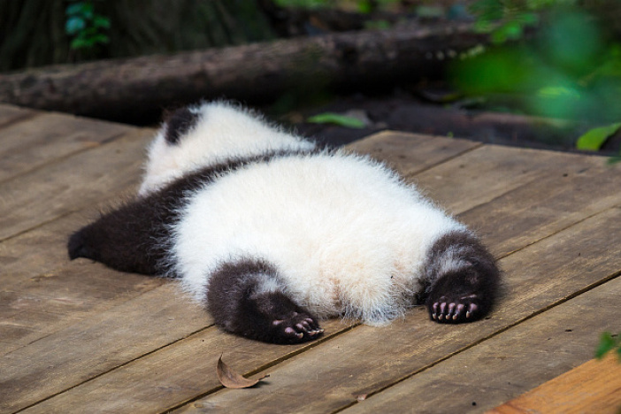 大连森林动物园