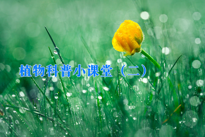 植物科普小课堂（二）