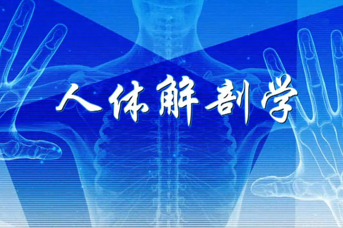 人体解剖学