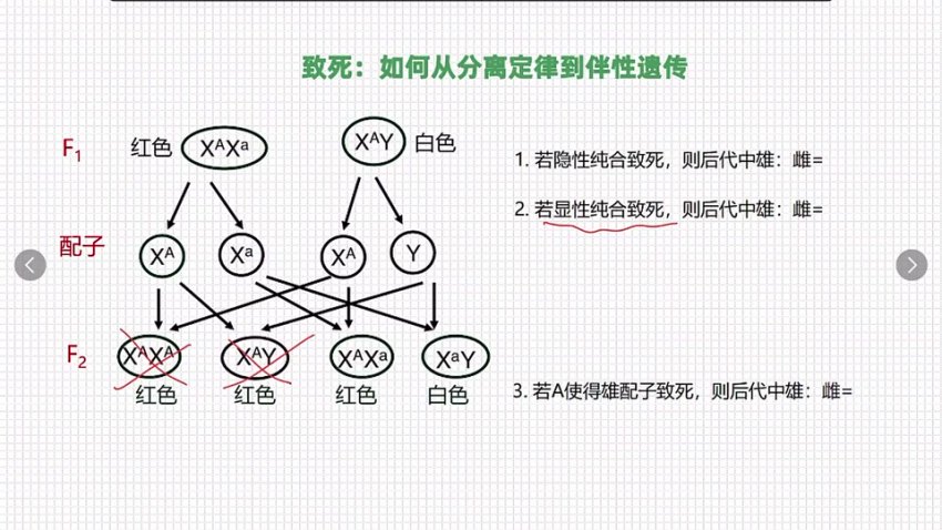 孟德尔遗传学突破：从分离定律到自