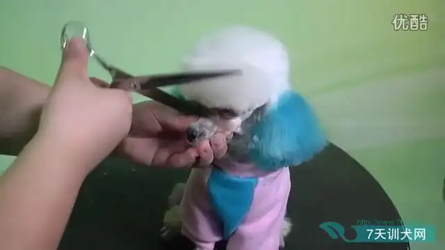 零基础驯狗师课程：幼犬训练与行为纠正全攻略