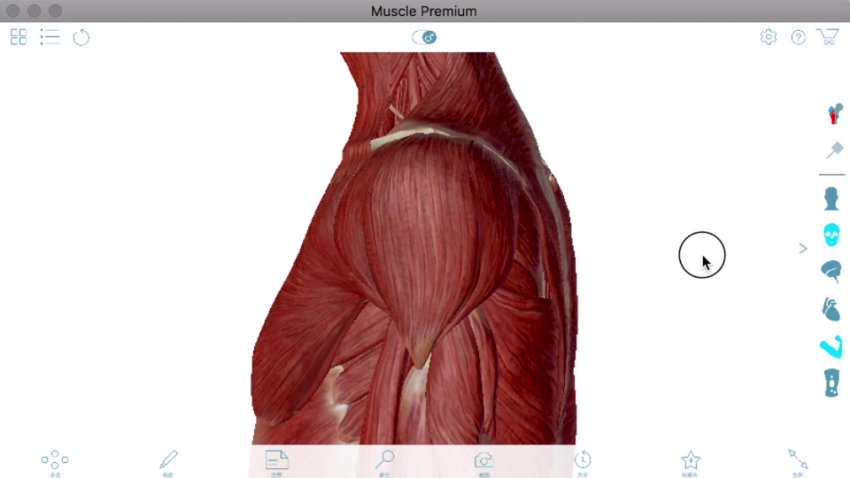 麦大湿肩部精准训练：解锁三角肌力