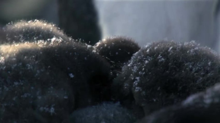 安迪的动物宝宝全20集1080P高清